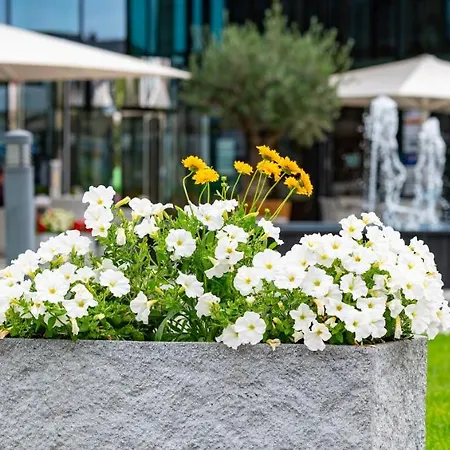 Stadt פרייבורג